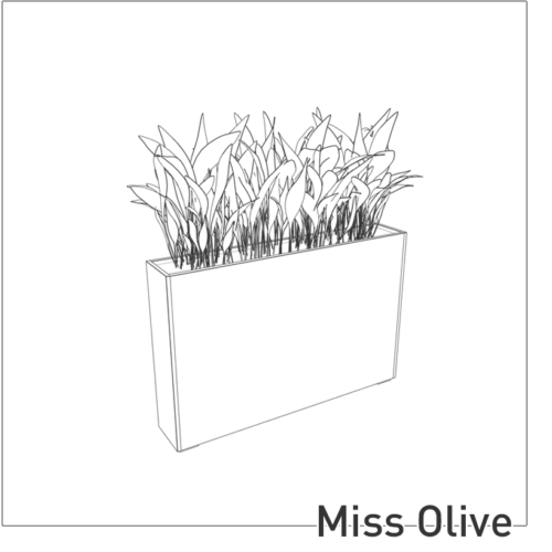 Miss Olive