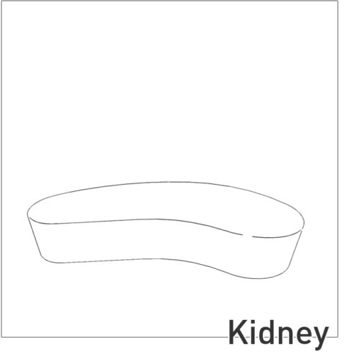 Kidney